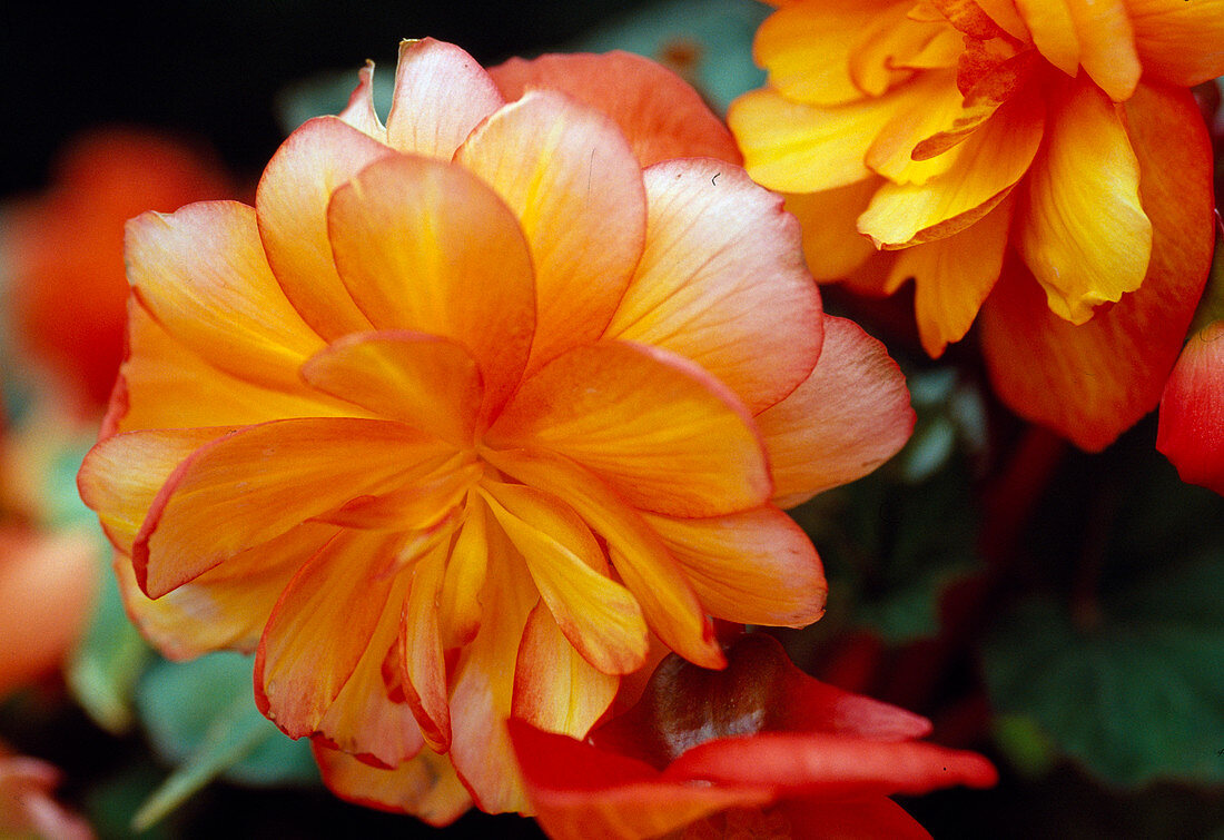 Begonia tuberhybrida (Knollenbegonie)