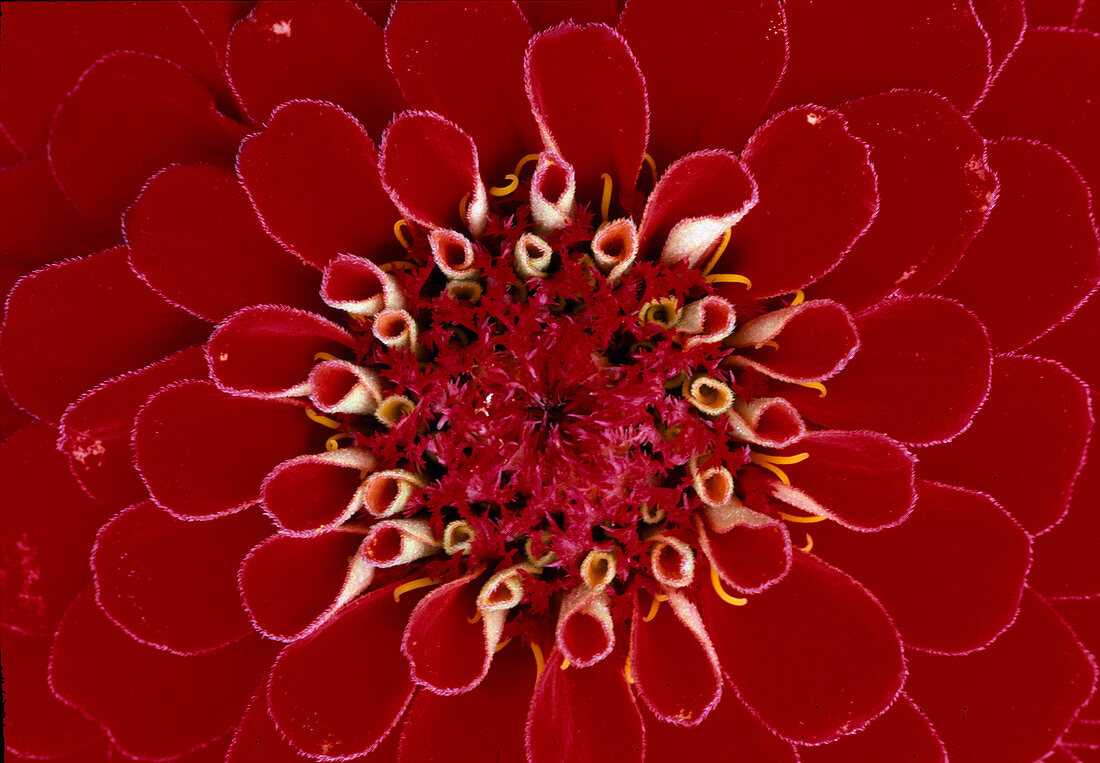 Zinnia elegans 'Sun Red' (Dark Red Zinnia), Bl. 00