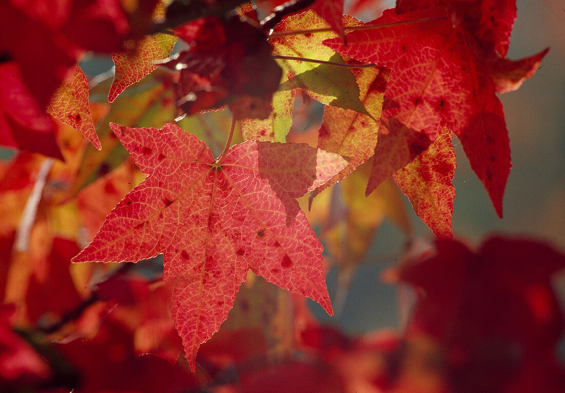 Liquidambar styraciflua (bilsted) in autumn leaves