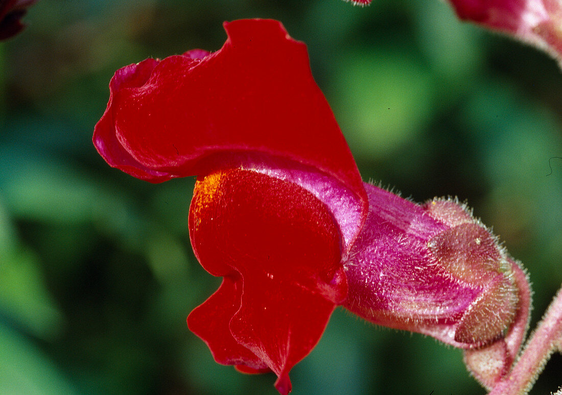 Antirrhinum Majus Samtrot 