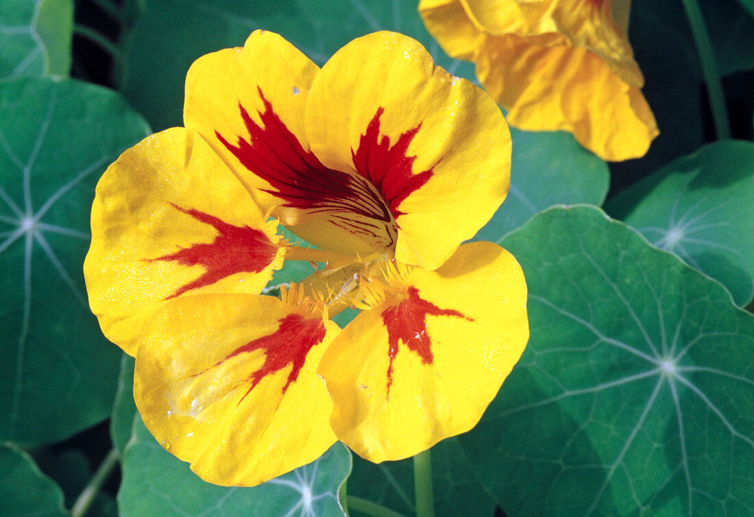 Tropaeolum majus 'Prince Charming' (Kapuzinerkresse)