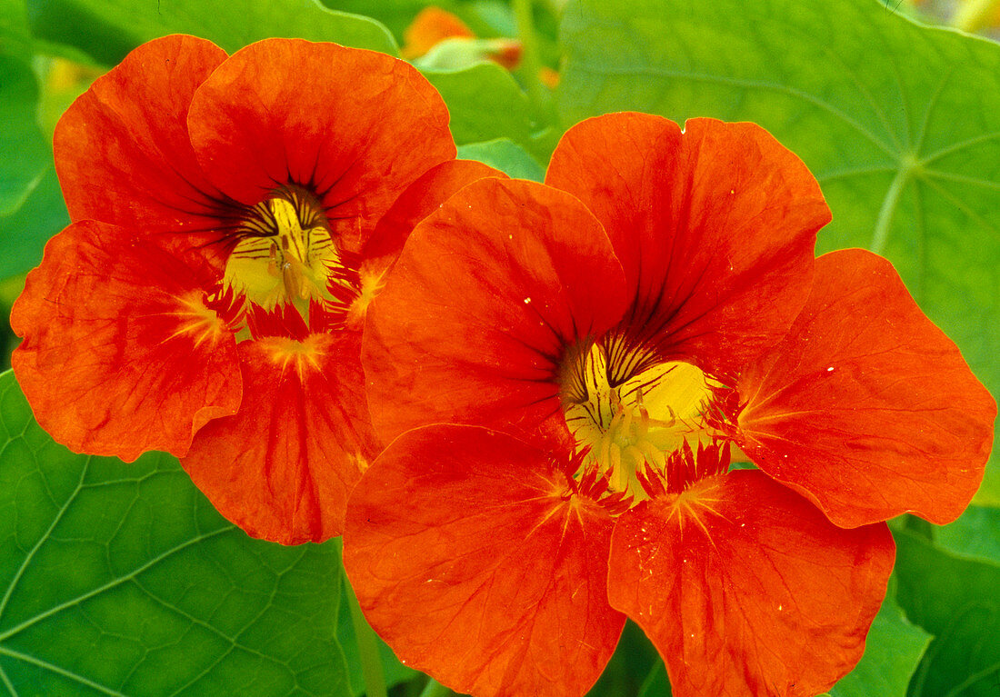 Tropaeolum majus, Orange 