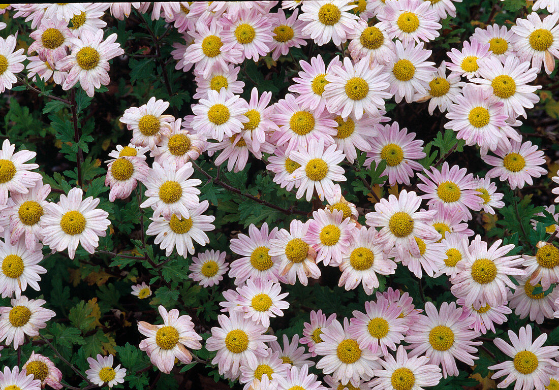 Chrysanthemum indicum 'L'Innocence' syn 'Lila Krähenwinkel'