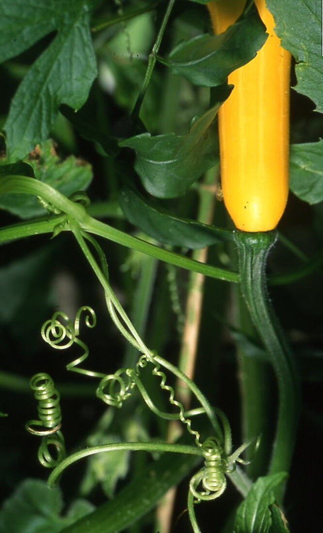 Ornamental pumpkin 'Pear Bicolor' (Cucurbita pepo)