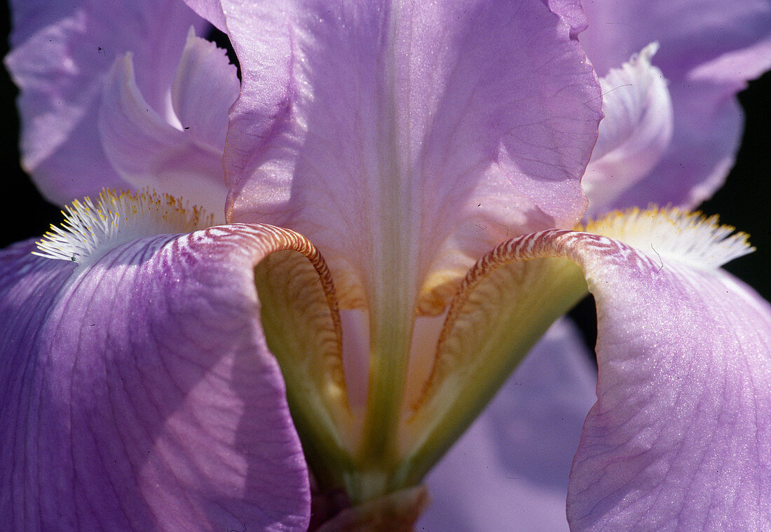 Iris barbata-elatior 'Lovely Again' (Tall Bearded Iris)
