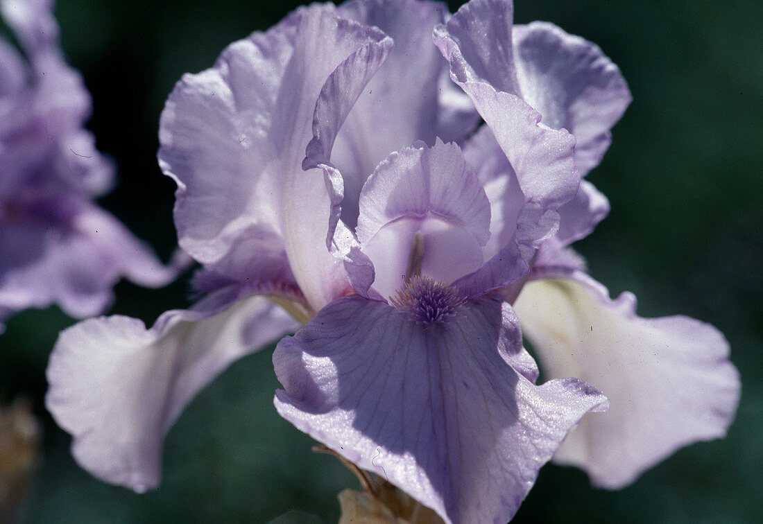 Iris Barbata 'Media' 'Az Ap' (Medium Bearded Iris)