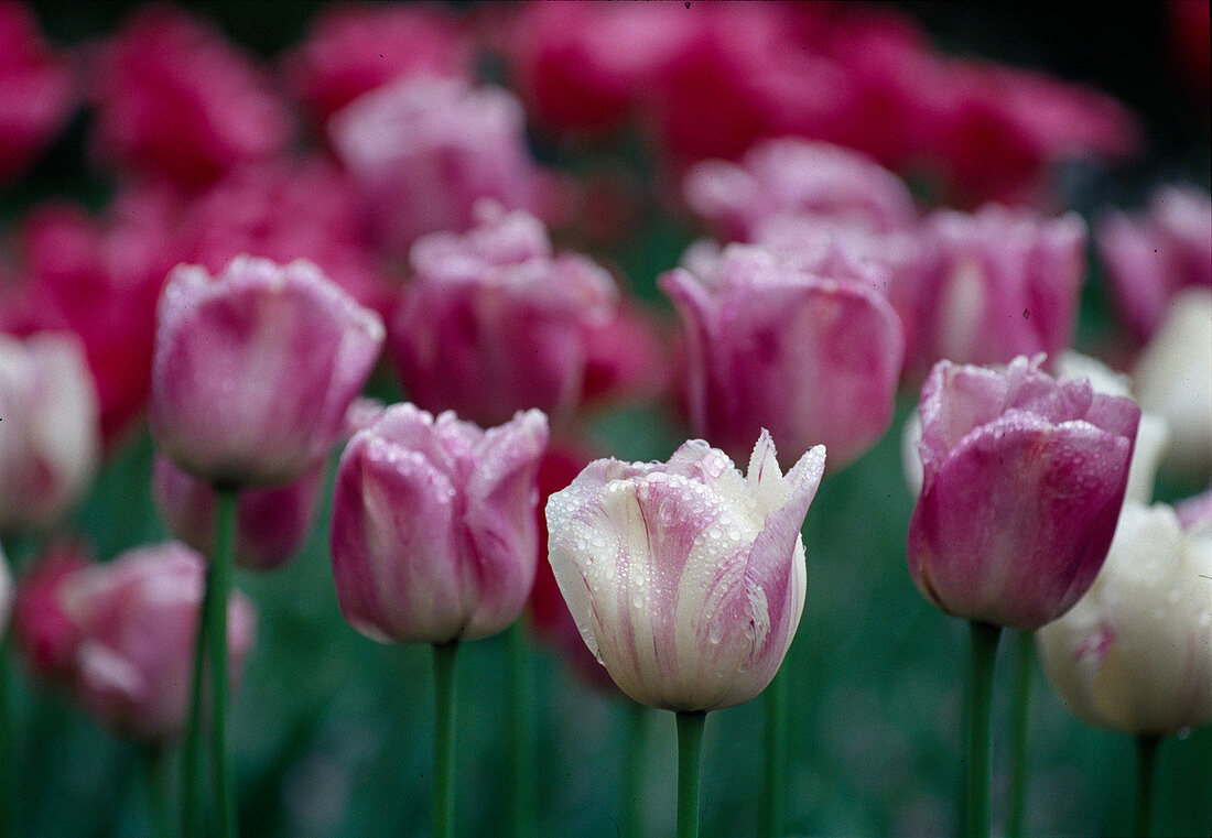 Tulipa (Triumph Tulip) 'Shirley