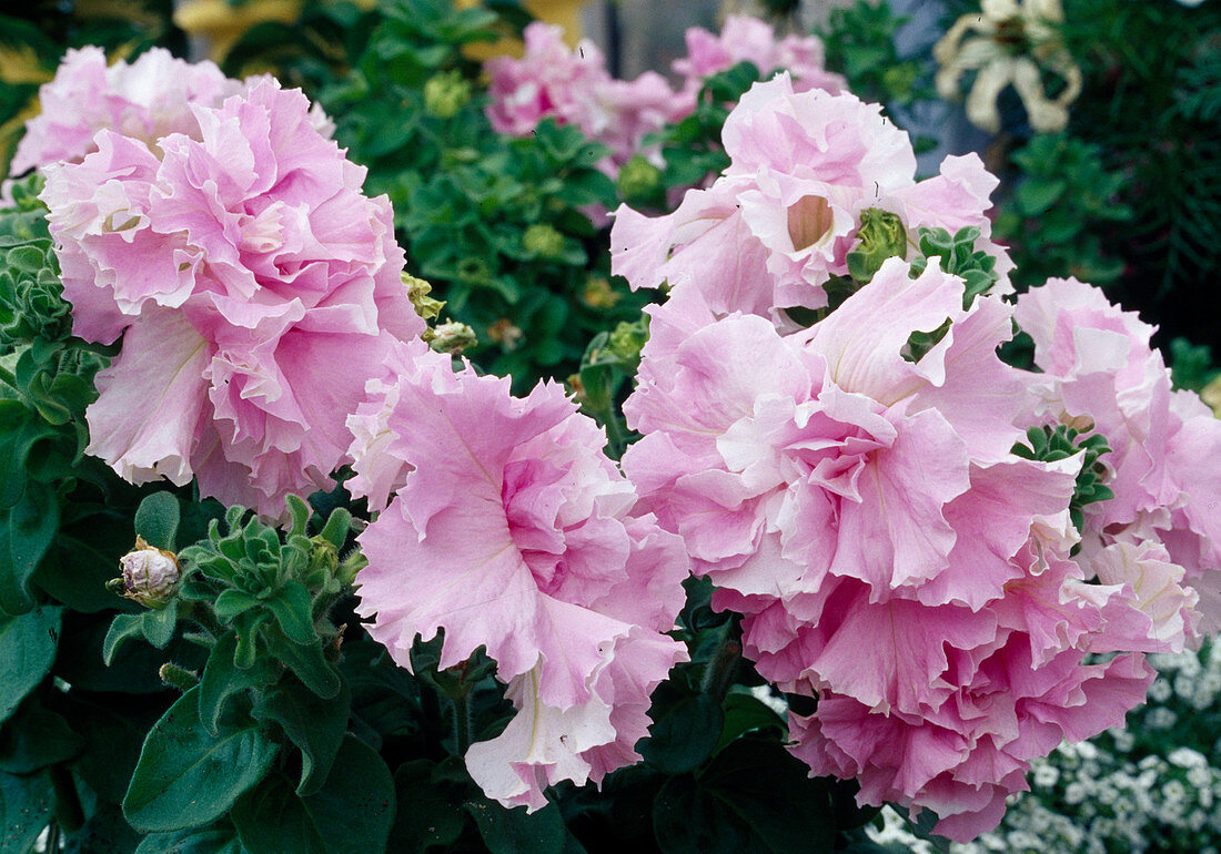 Petunia 'Cascade Pink Orchid Mist' (Gefüllte Petunie)