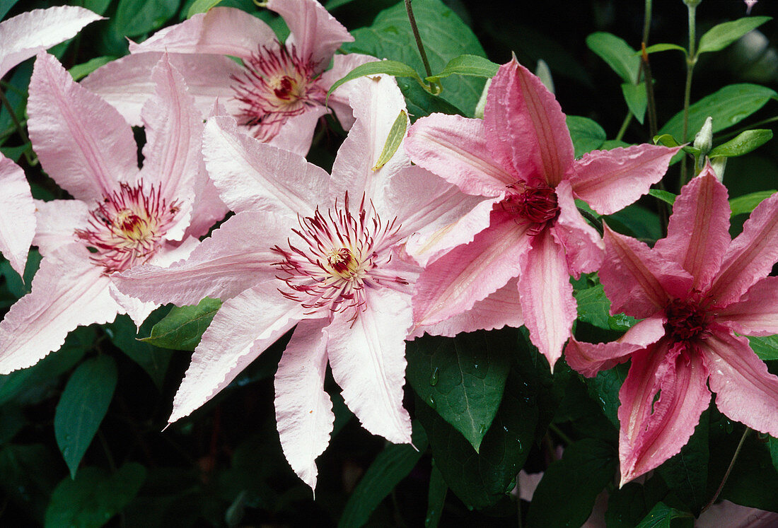 Clematis 'Hagley Hybrid' (Waldrebe) BL01