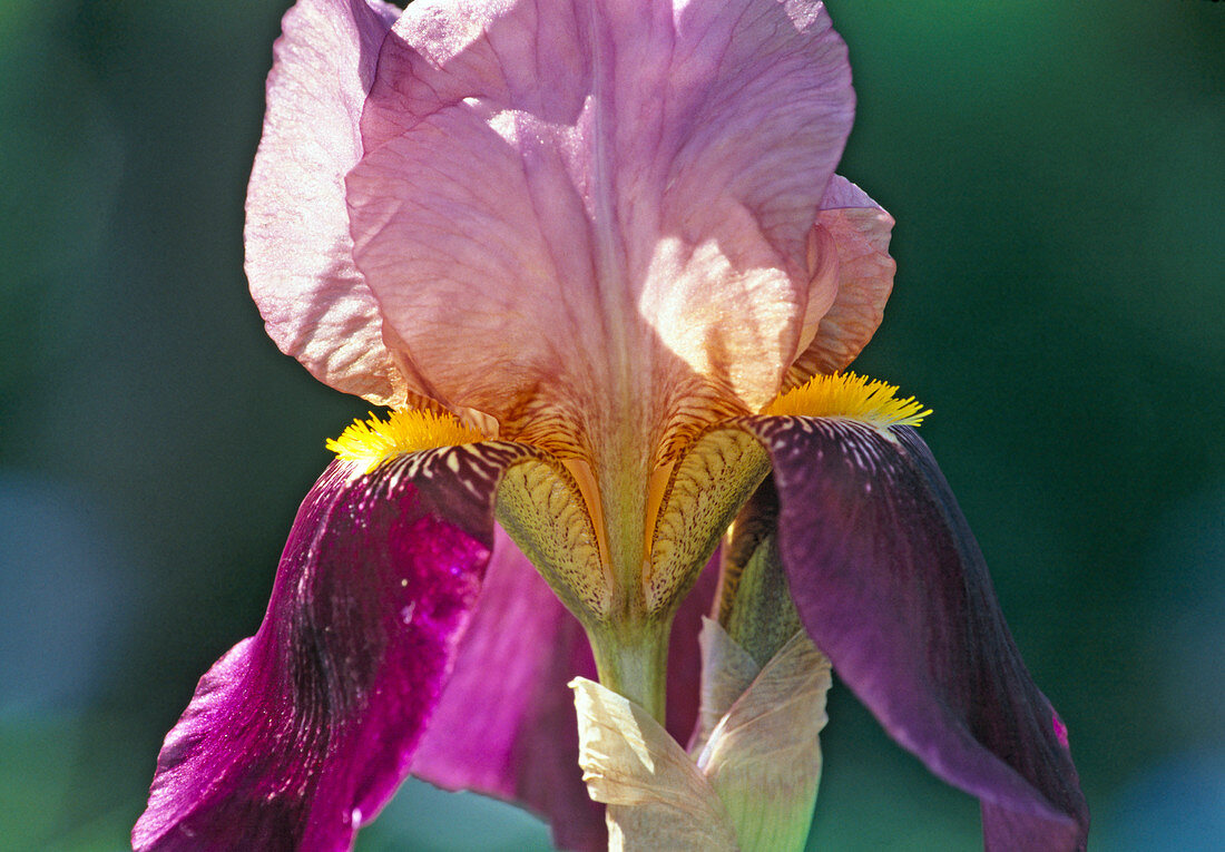 Iris barbata elatior hybr. 'Indian Chief' BL01