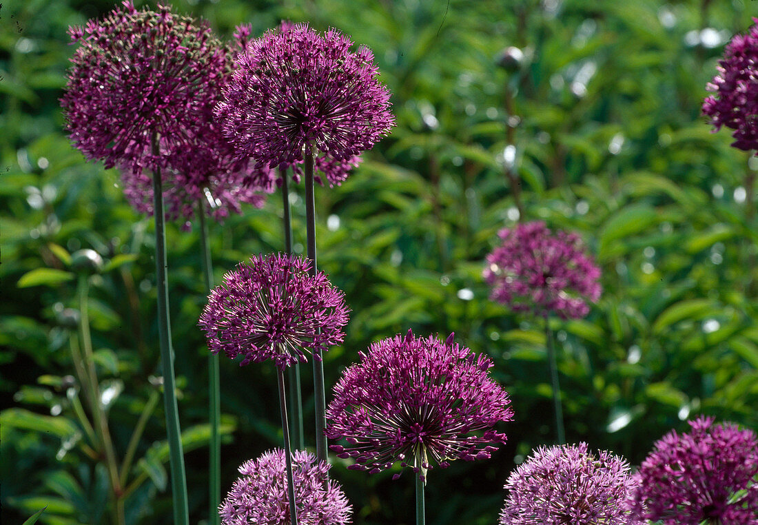 Allium aflatunense 'Purple Sensation'