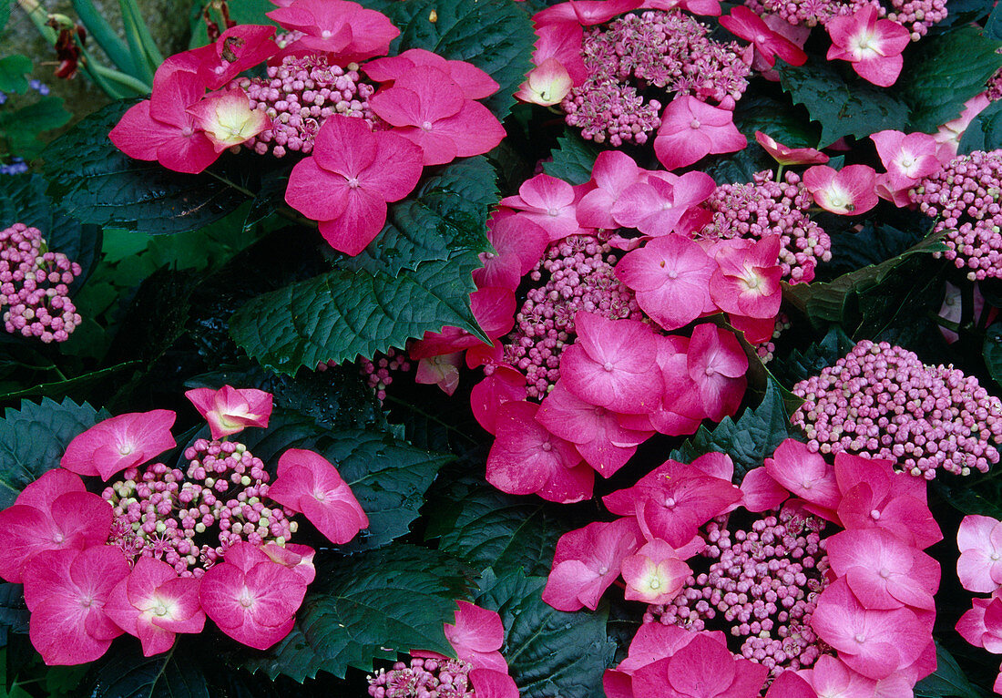 Hydrangea macrophylla 'Dark Angel'