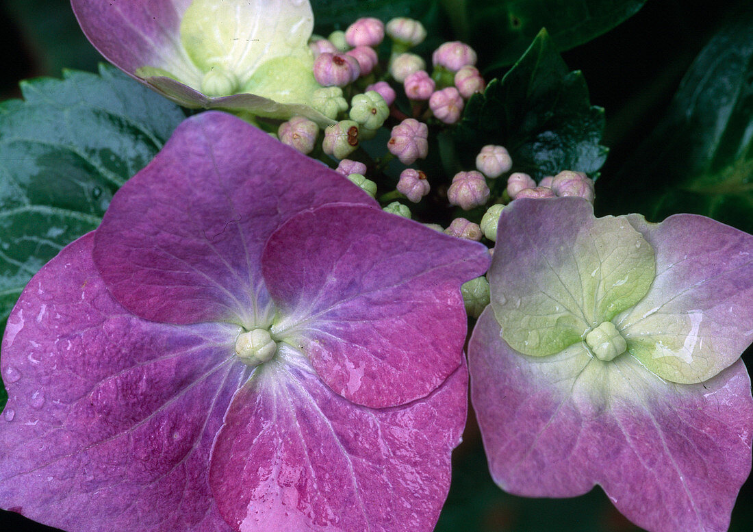 Hydrangea macrophylla