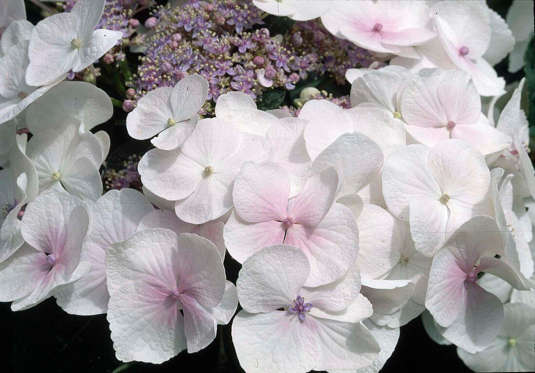 Hydrangea macrophylla 'Snowball'