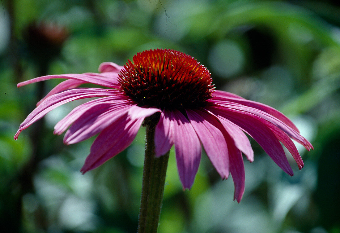 Echiancea purpurea (Red coneflower) Bl 01