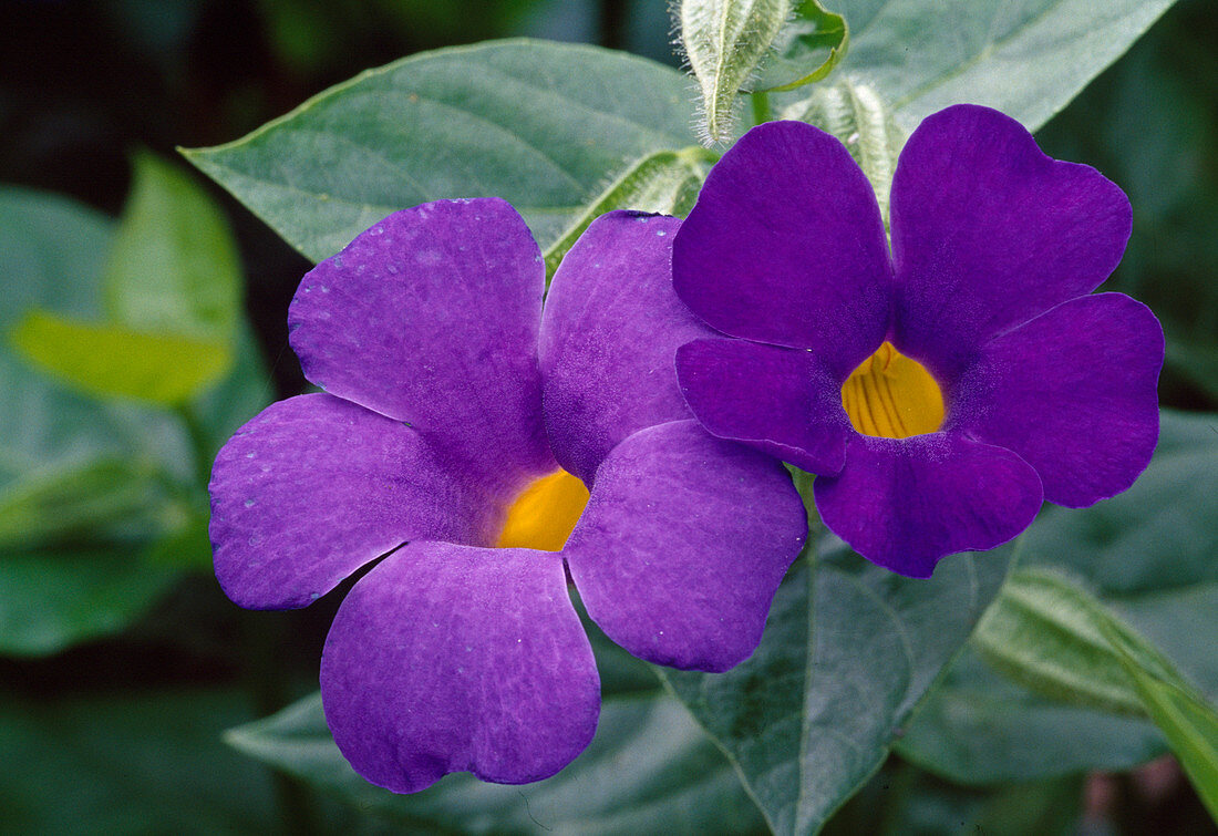 Thunbergia grandiflora (Himmelsblume)