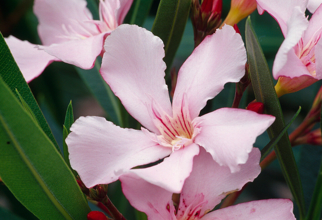 Nerium oleander 'Sealy Pink' BL01