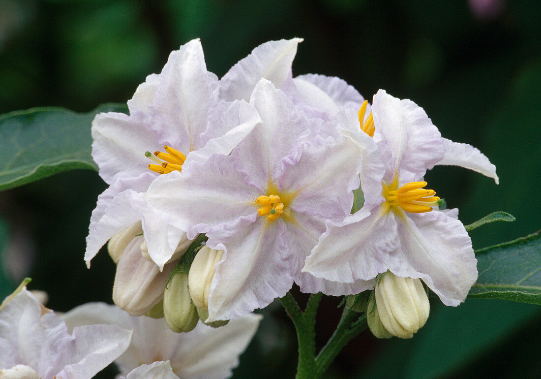 Solanum bonariensis (Argentine Night Shadow)