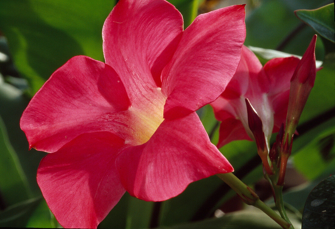 Dipladenia sanderi (Mandevilla)