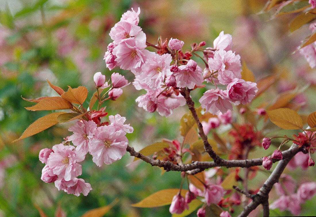 Prunus serrulata (ornamental cherry) Bl 01