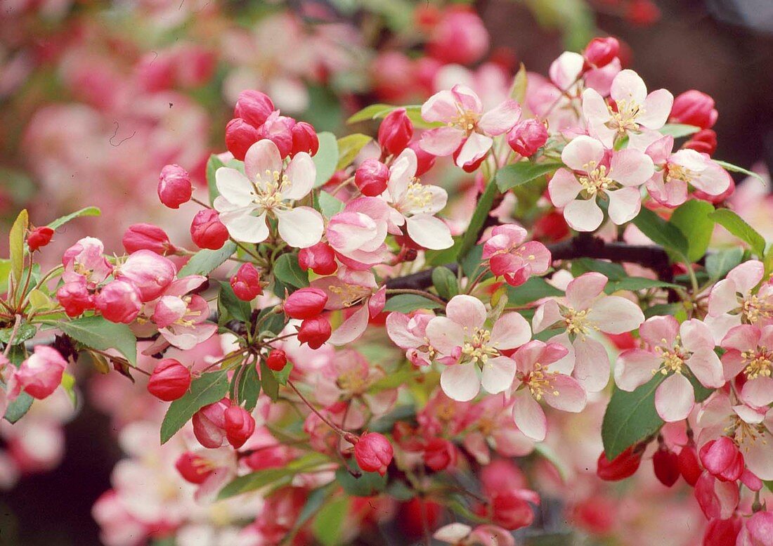 Blossoms of Malus (ornamental apple) Bl 01