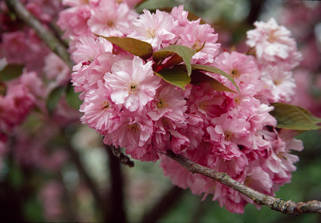 Prunus serrulata (Ornamental cherry)