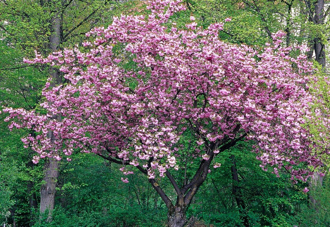 Prunus serrulata 'Kanzan' (Ornamental Cherry)