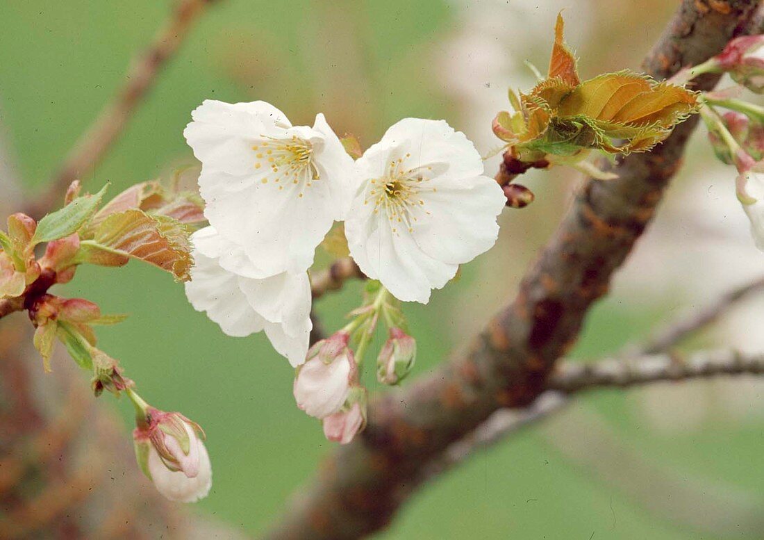 Prunus serrulata 'Kirigaya' (Ornamental Cherry) BL01