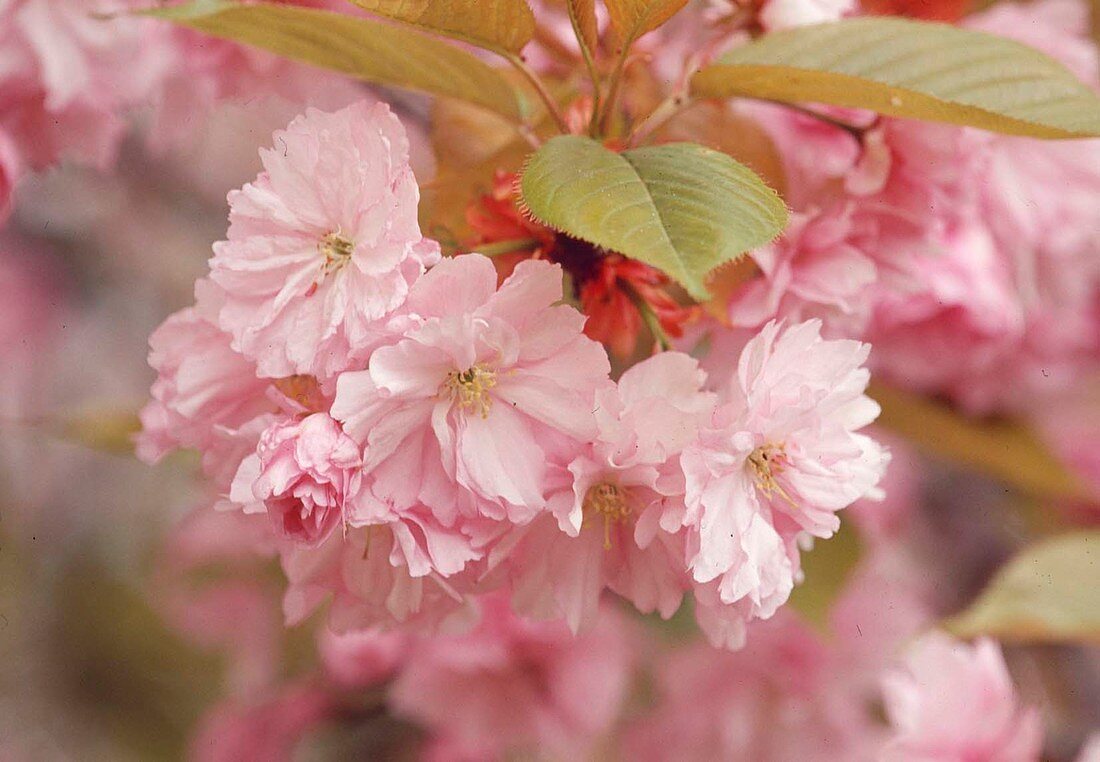 Prunus serrulata (Ornamental cherry)