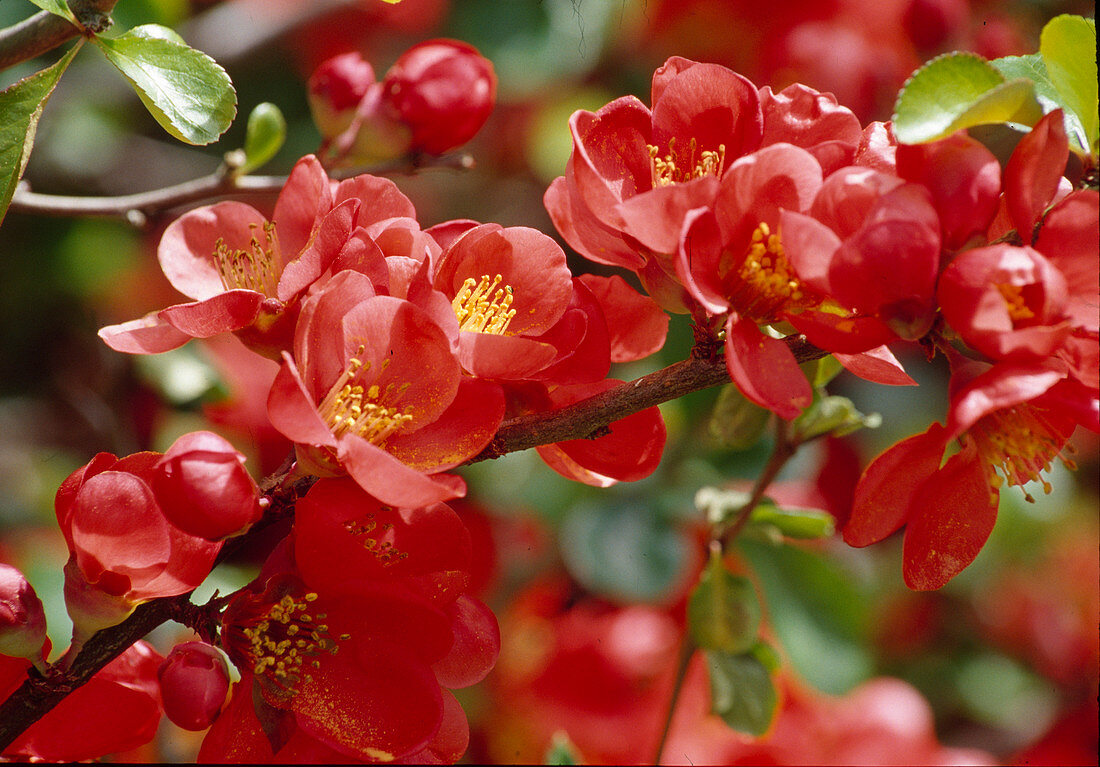 Chaenomeles superba (false quince)