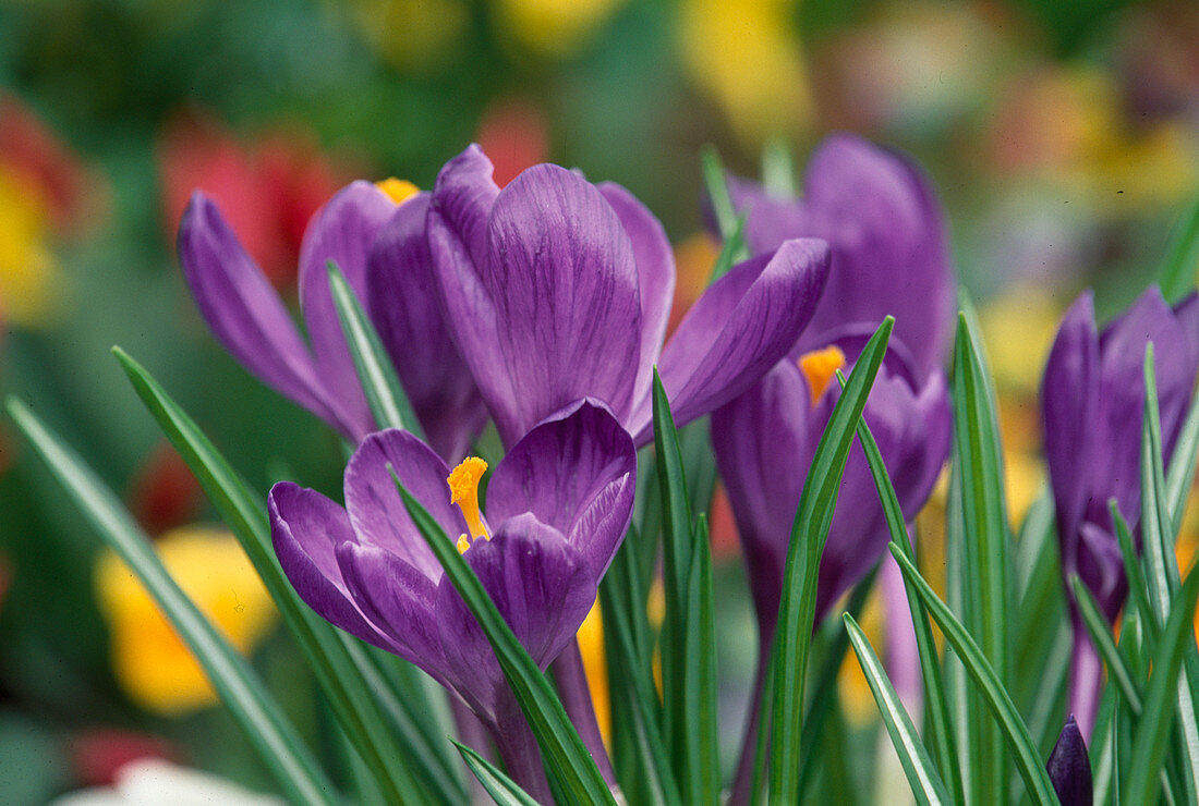 Crocus vernus (Crocuses) flower 01