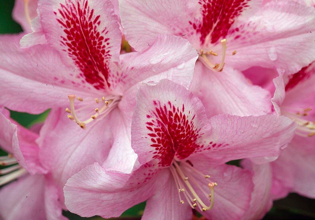 Rhododendron Hyb. 'Furnivals Daughter' (Alpenrose) mit grossem, rotem Augenfleck Bl 01