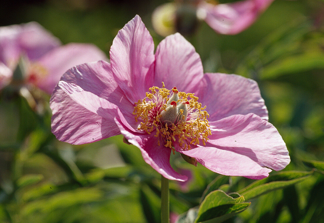 Paeonia officinalis 'Mollis' (Peony) BL01