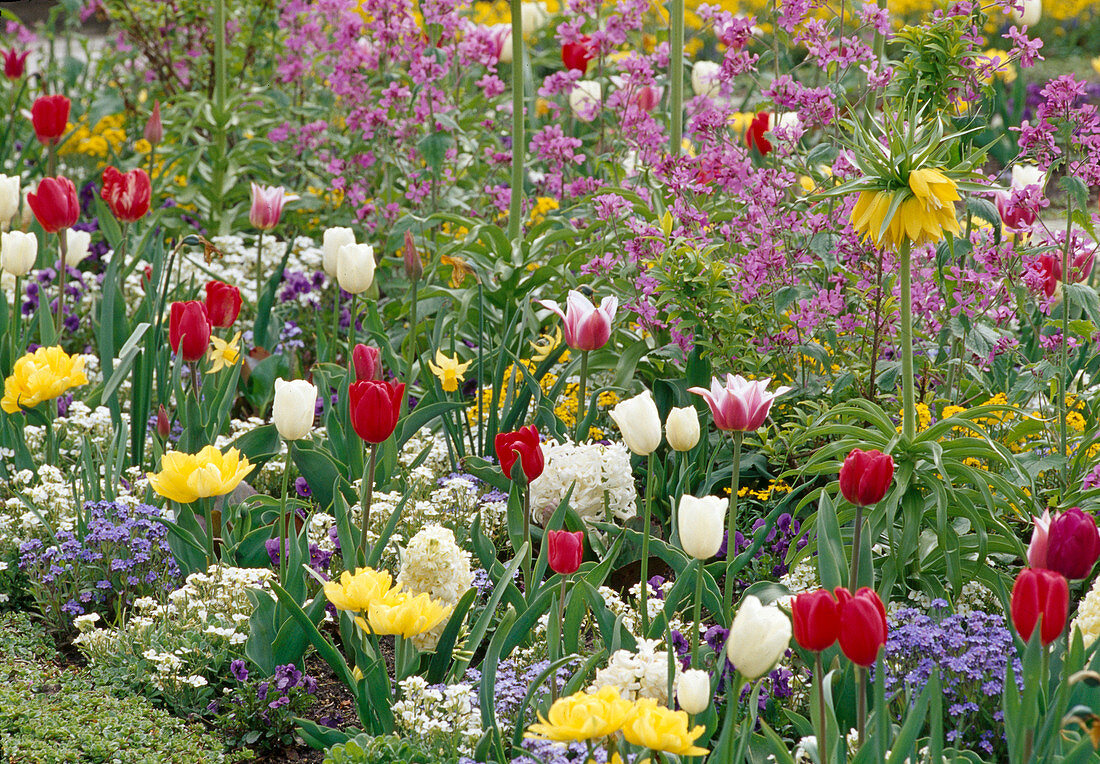 Buntes Frühlingsbeet mit Tulipa (Tulpen), Hyacinthus (Hyazinthen), Arabis (Gänsekresse), Fritillaria (Kaiserkrone), Myosotis (Vergißmeinnicht)