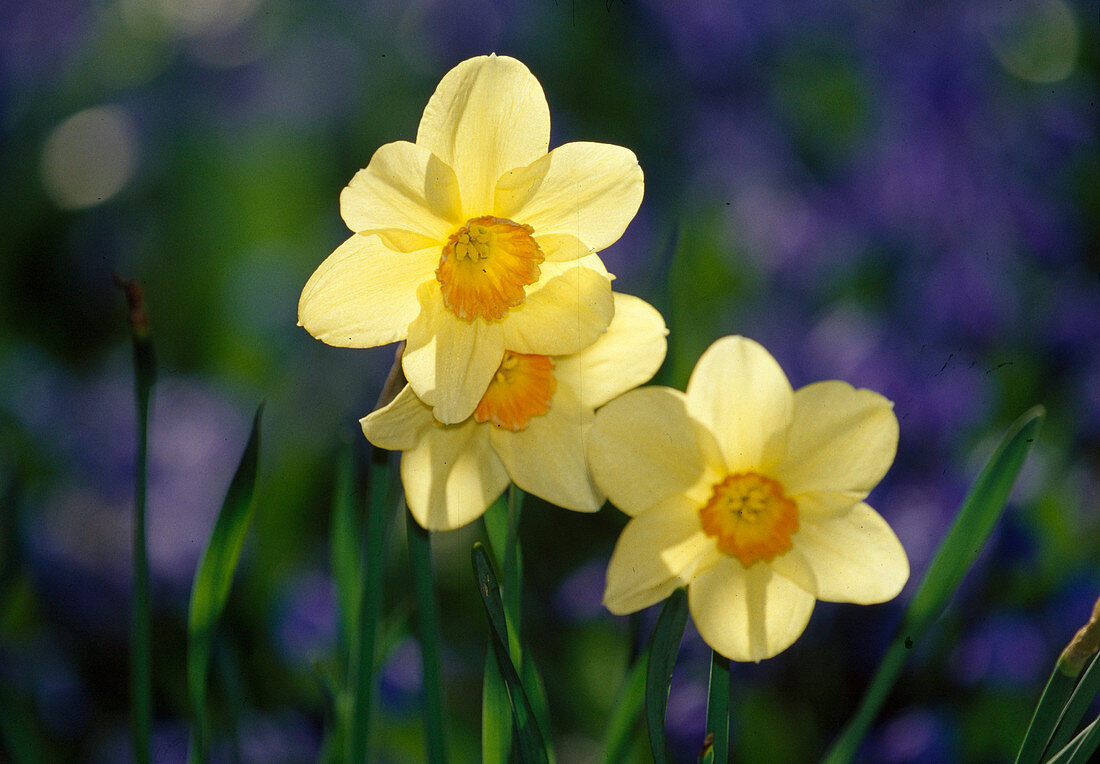 Narcissus jonquilla 'Bobby Boxer' (Narzissen) BL01