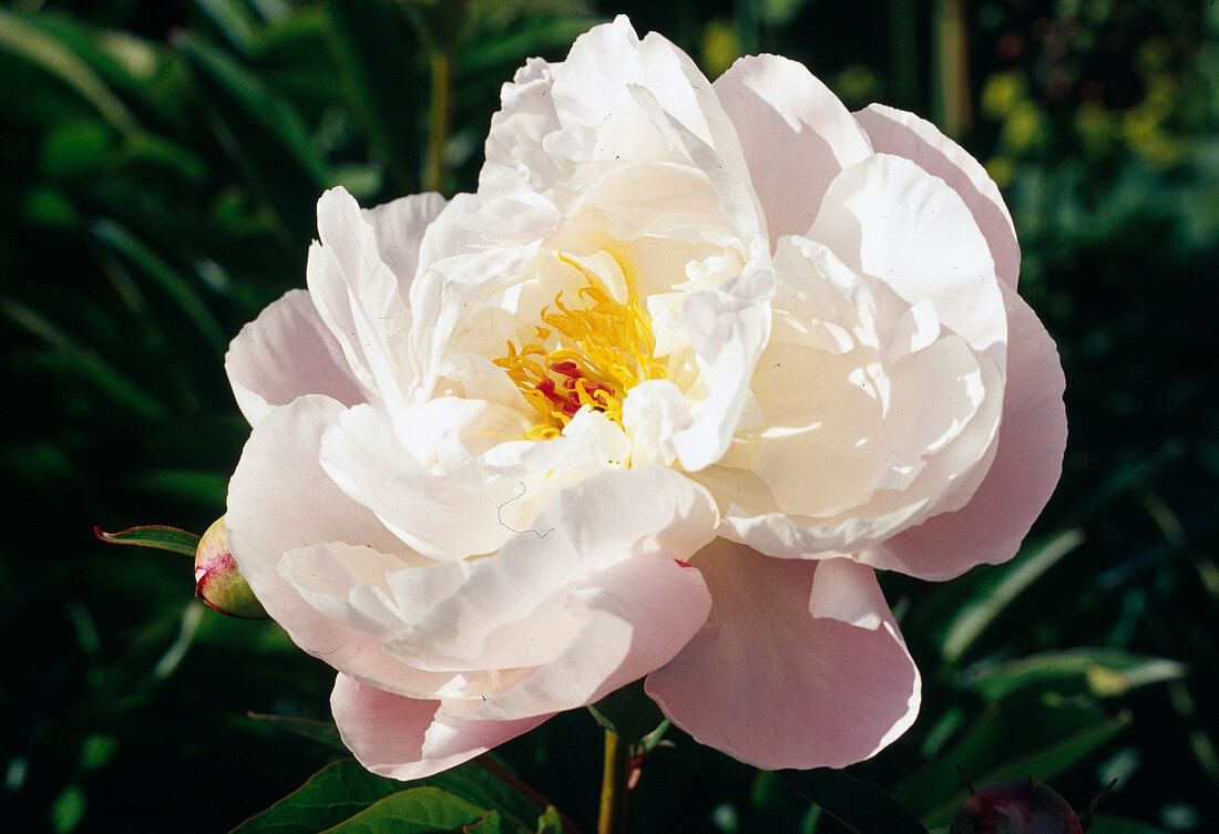 Paeonia lactiflora 'Lady Alexandra Duff' (Peony) BL01