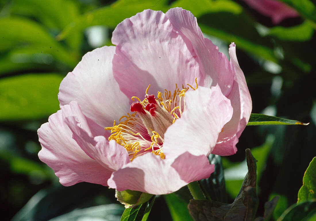 Paeonia hyb. 'Maimorgen' (Pfingstrose) Bl 01