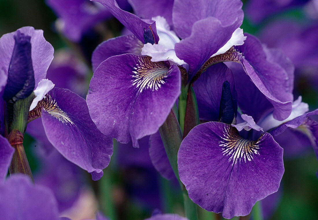 Iris sibirica 'Ruth Eicke' (Siberian meadow iris) Bl.01