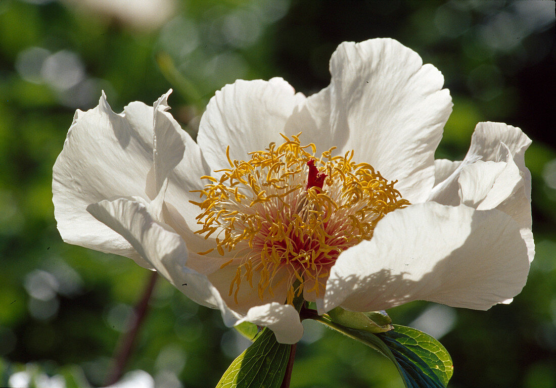 Paeonia Hyb. 'Chalice' (Peony) BL01