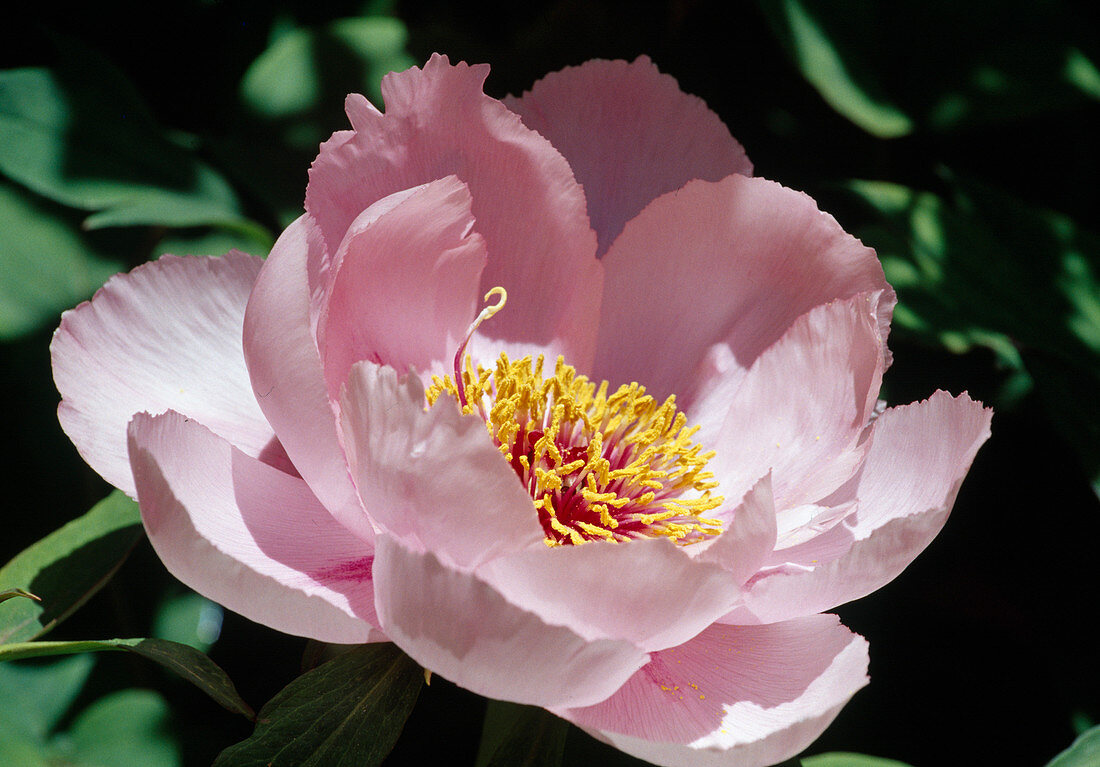 Paeonia suffruticosa 'Wyoming' Pfingstrose Bl 00