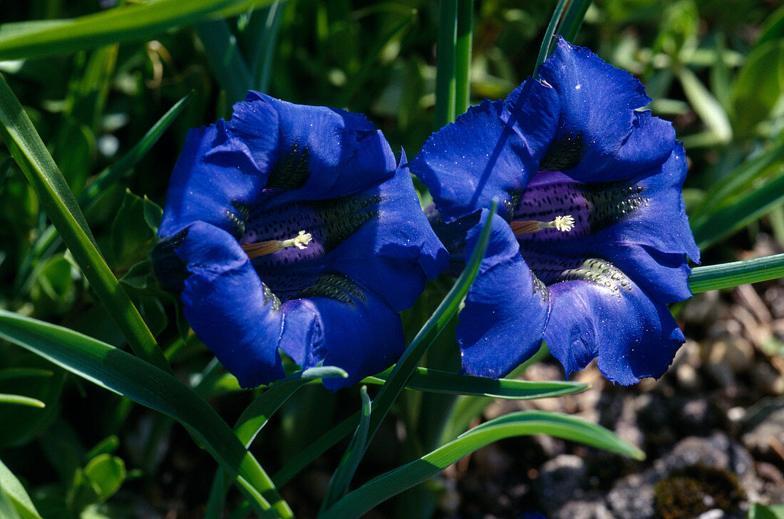 Gentiana dinarica (Yugoslavian Gentian, Spring Gentian)