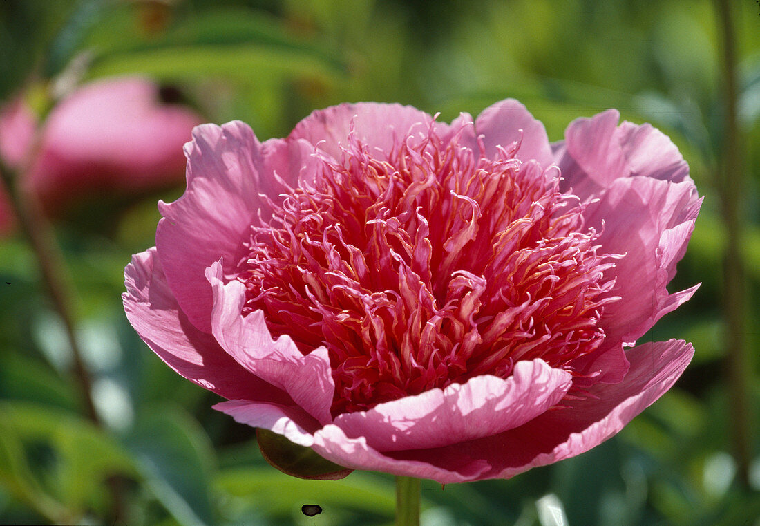 Paeonia Hyb. 'Raspberry Rose' Peony Bl 01