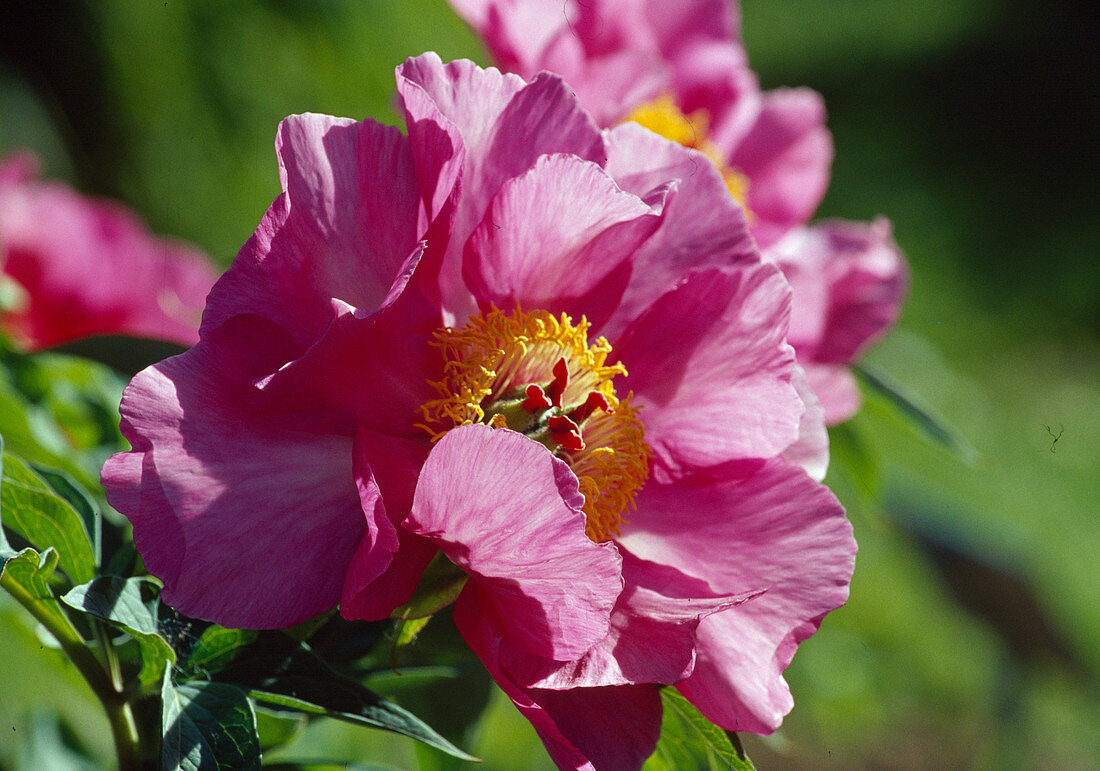 Paeonia officinalis 'Mollis' (Peony)