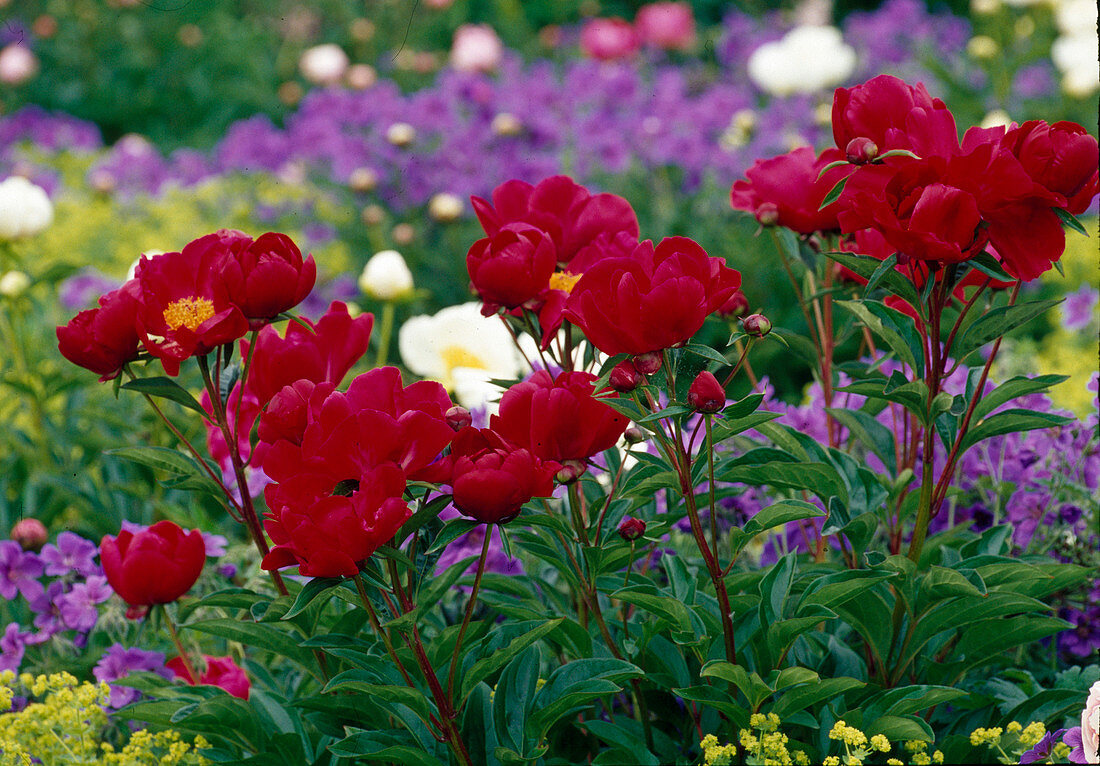 Paeonia Lactiflora 'Balliol' Bl 01