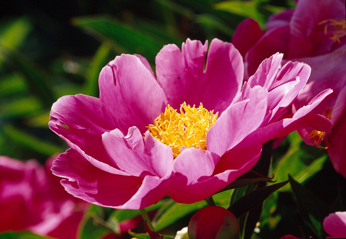 Paeonia lactiflora 'Schwindt' BL01