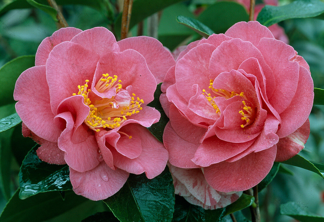 Camellia japonica 'California' camellia