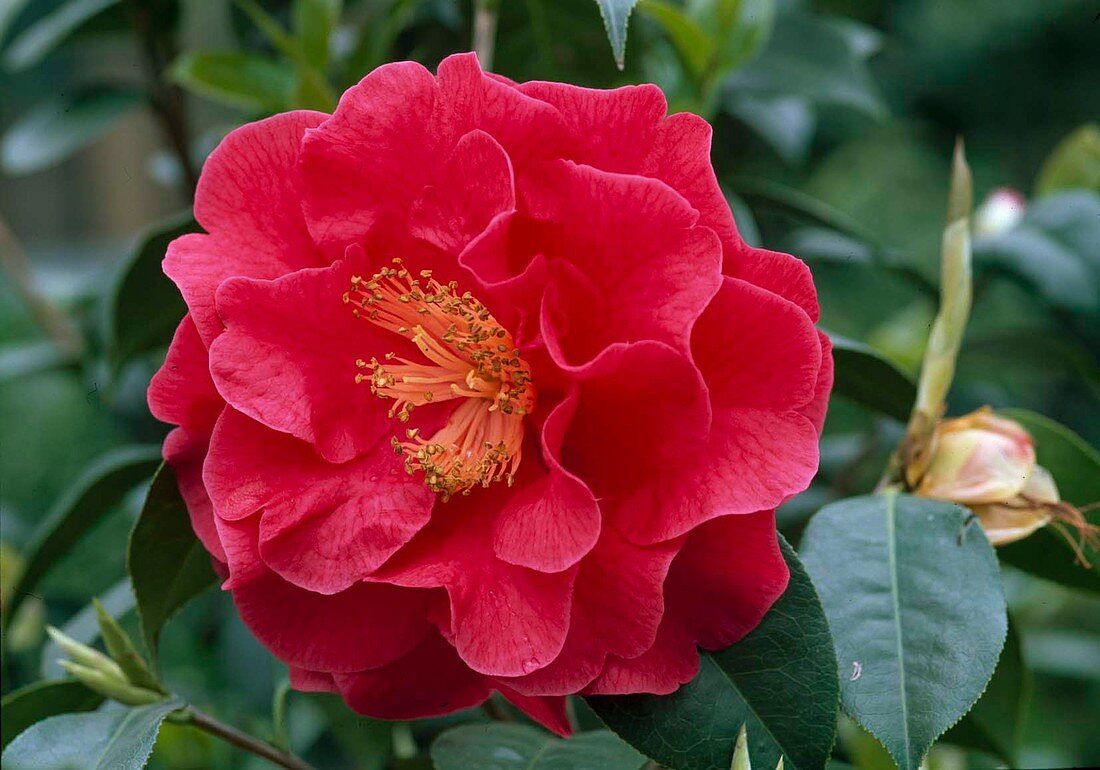 Camellia japonica 'Clifford Park' Kamelie