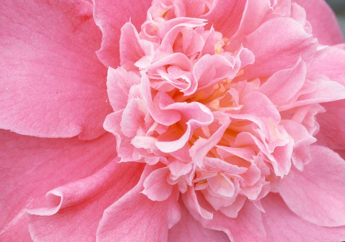 Camellia japonica 'Tiffany' (camellia) 