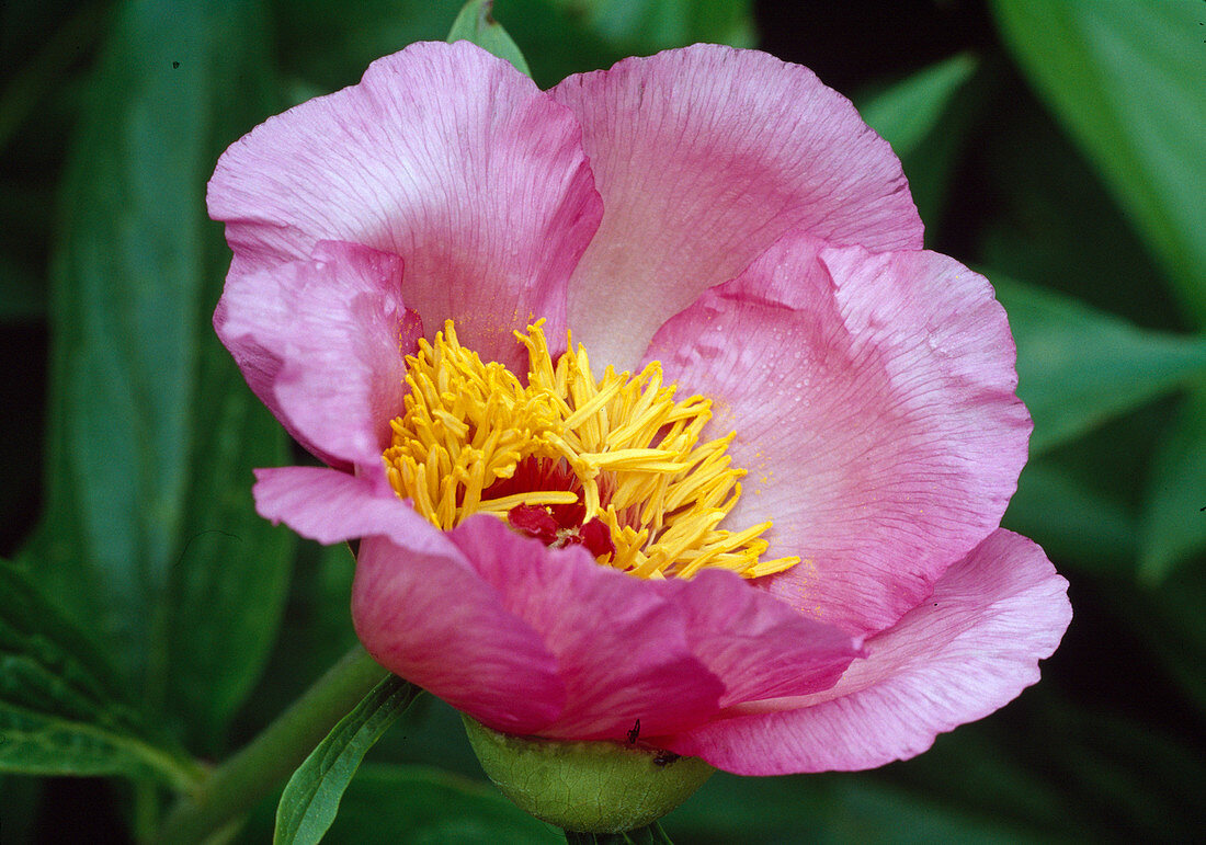 Paeonia Hyb. 'May Morning' Bl 00