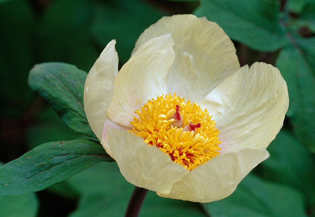 Paeonia mlokosewitschii gelb Bl 00